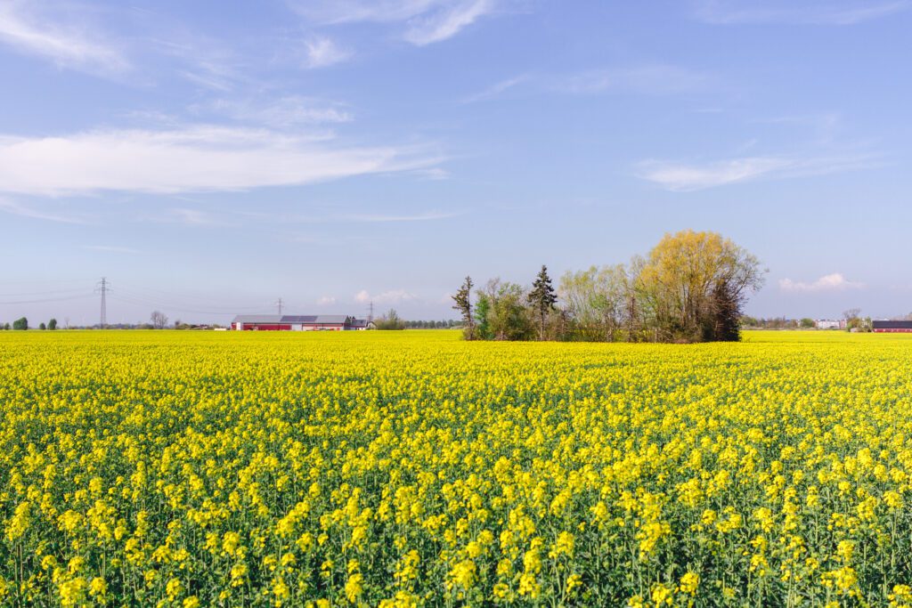 bild på blommande rapsfält